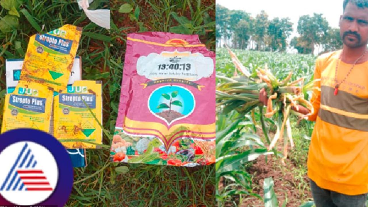 ಆಗ್ರೋ ಅಂಗಡಿ ಮಾಲೀಕನ ಮಾತು ನಂಬಿ ಕೆಟ್ಟ ರೈತ! ನಕಲಿ ಕ್ರಿಮಿನಾಶಕ ಸಿಂಪಡಿಸಿ ಬೆಳೆ ಕಳೆದುಕೊಂಡ ಅನ್ನದಾತ! ಆಗ್ರೋ ಅಂಗಡಿ ಮಾಲೀಕನ ಮಾತು ನಂಬಿ ಕೆಟ್ಟ ರೈತ! ನಕಲಿ ಕ್ರಿಮಿನಾಶಕ ಸಿಂಪಡಿಸಿ ಬೆಳೆ ಕಳೆದುಕೊಂಡ ಅನ್ನದಾತ!
