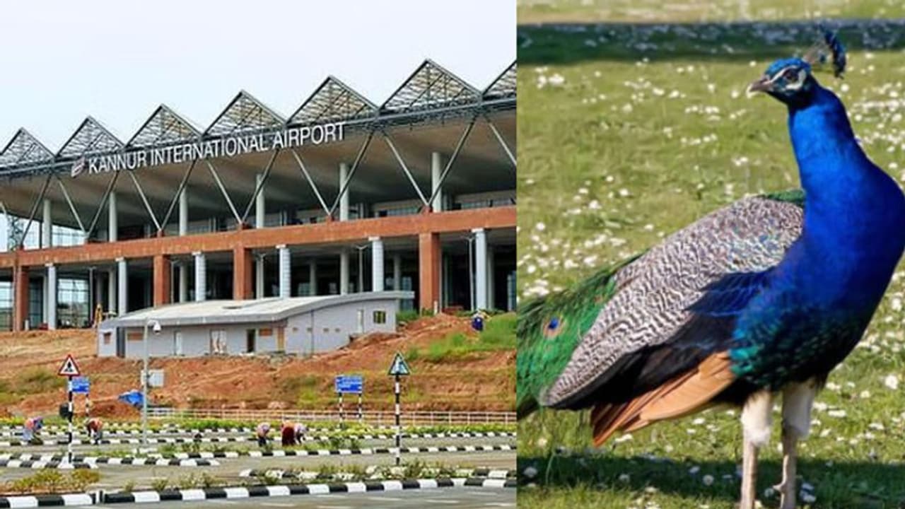 റൺവേയിൽ വിമാനം മാത്രമല്ല, പറന്നിറങ്ങാൻ മറ്റൊരു കൂട്ടരും; കണ്ണൂർ വിമാനത്താവളത്തിൽ മയിലുകളെ പിടികൂടാൻ തീരുമാനം റൺവേയിൽ വിമാനം മാത്രമല്ല, പറന്നിറങ്ങാൻ മറ്റൊരു കൂട്ടരും; കണ്ണൂർ വിമാനത്താവളത്തിൽ മയിലുകളെ പിടികൂടാൻ തീരുമാനം