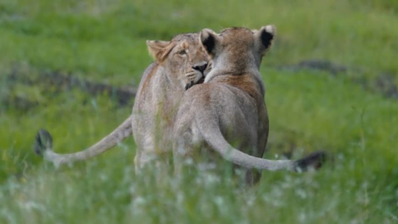 മാനിനെ വേട്ടയാടുന്നതിനിടയിൽ തുറന്ന് കിടന്ന കിണറ്റിൽ വീണു, ഗുജറാത്തിൽ പെൺ സിംഹം ചത്തു, മാൻ രക്ഷപ്പെട്ടു മാനിനെ വേട്ടയാടുന്നതിനിടയിൽ തുറന്ന് കിടന്ന കിണറ്റിൽ വീണു, ഗുജറാത്തിൽ പെൺ സിംഹം ചത്തു, മാൻ രക്ഷപ്പെട്ടു