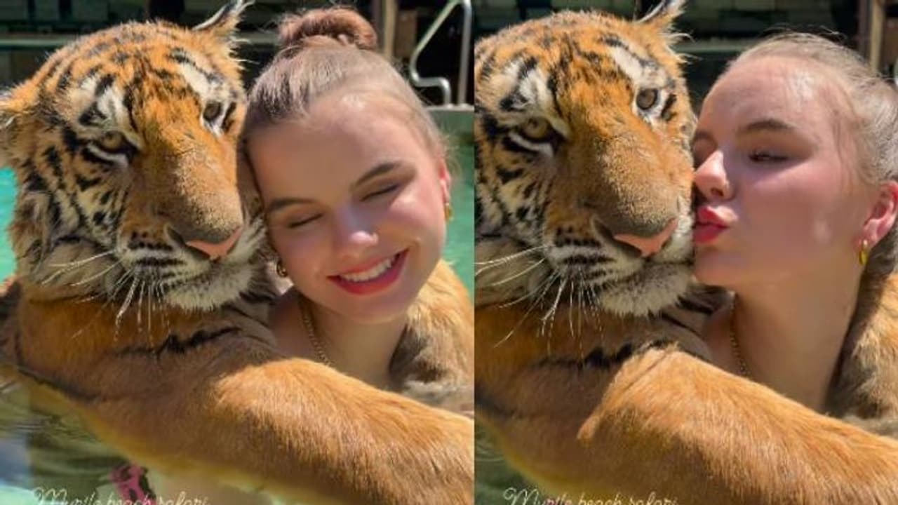 'ഇതെന്റെ കടുവച്ചങ്ക് ലക്ഷ്മൺ'; കടുവയ്‍ക്കൊപ്പം സ്വിമ്മിം​ഗ്‍പൂളിൽ യുവതി, വീഡിയോ കാണാം