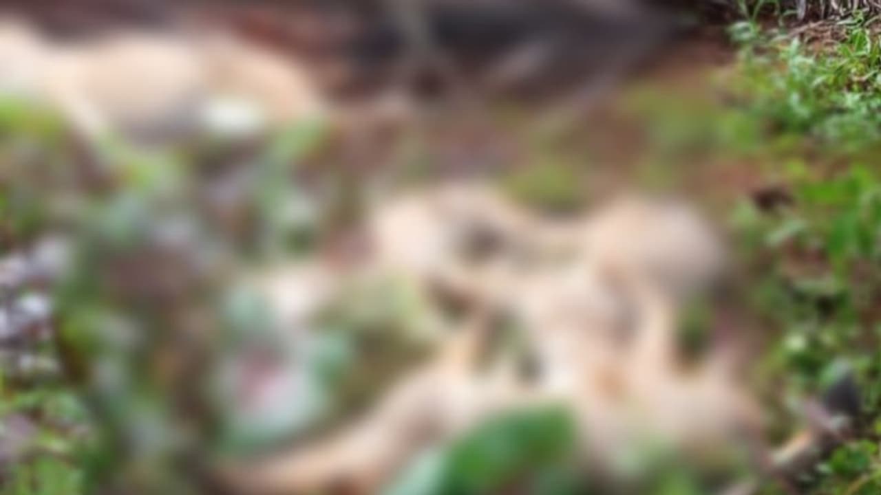 രാത്രിയിൽ മരം വീണ് വൈദ്യുതി ലൈൻ പൊട്ടി, ശ്രദ്ധിച്ചില്ല, രാവിലെ കണ്ടത് ഷോക്കേറ്റ് ചത്ത നിലയിൽ 8 കുറുക്കൻമാര് രാത്രിയിൽ മരം വീണ് വൈദ്യുതി ലൈൻ പൊട്ടി, ശ്രദ്ധിച്ചില്ല, രാവിലെ കണ്ടത് ഷോക്കേറ്റ് ചത്ത നിലയിൽ 8 കുറുക്കൻമാര്