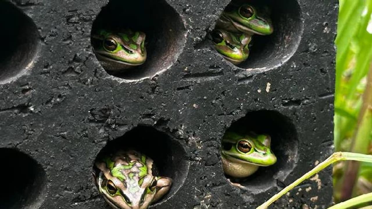 തവളകളെ രക്ഷിക്കാൻ ആവിമുറികൾ: പുതിയ പദ്ധതിയുമായി ഓസ്ട്രേലിയ തവളകളെ രക്ഷിക്കാൻ ആവിമുറികൾ: പുതിയ പദ്ധതിയുമായി ഓസ്ട്രേലിയ