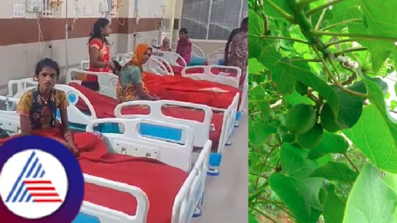 ಮರಳೇಕಾಯಿ ತಿಂದು 8 ಮಕ್ಕಳು ತೀವ್ರ ಅಸ್ವಸ್ಥ! ಮಂಡ್ಯ ಜಿಲ್ಲಾಸ್ಪತ್ರೆಗೆ ದಾಖಲು!