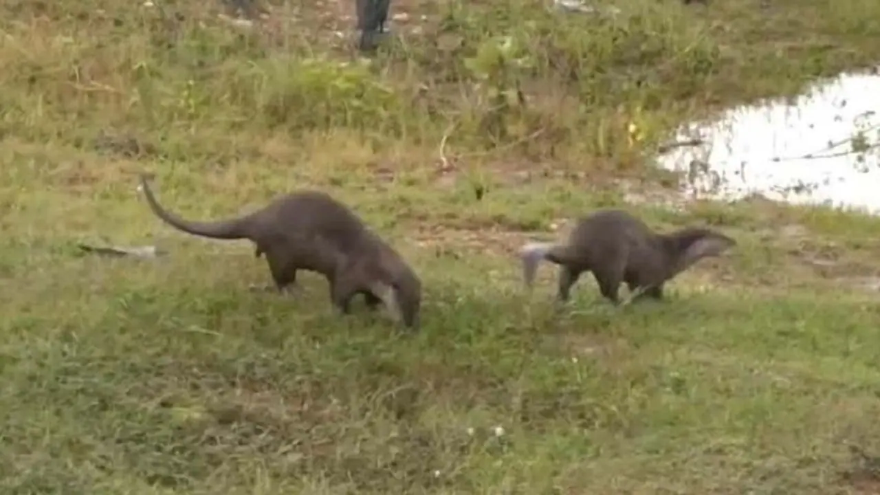 ಮೈದುಂಬಿದ ತುಂಗಭದ್ರೆ ನದಿಯಂಗಳದಲ್ಲಿ ಅಪರೂಪದ ನೀರುನಾಯಿಗಳ ಚಿನ್ನಾಟ