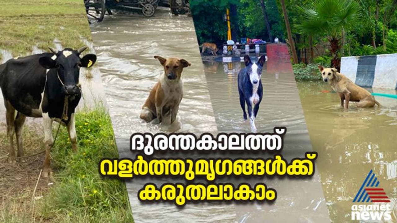 മഴക്കാല മുന്നൊരുക്കം; മനുഷ്യര്‍ക്ക് മാത്രം പോരാ, വളര്‍ത്തു മൃഗങ്ങളും അതിജീവിക്കണം 
