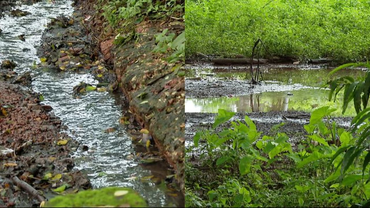 ജനവാസ മേഖലയിൽ കെട്ടിക്കിടക്കുന്നത് ആശുപത്രിയിലെ മലിനജലം, കൂട്ടിന് ആഫ്രിക്കൻ ഒച്ചും, വലഞ്ഞ് നാട്ടുകാർ 