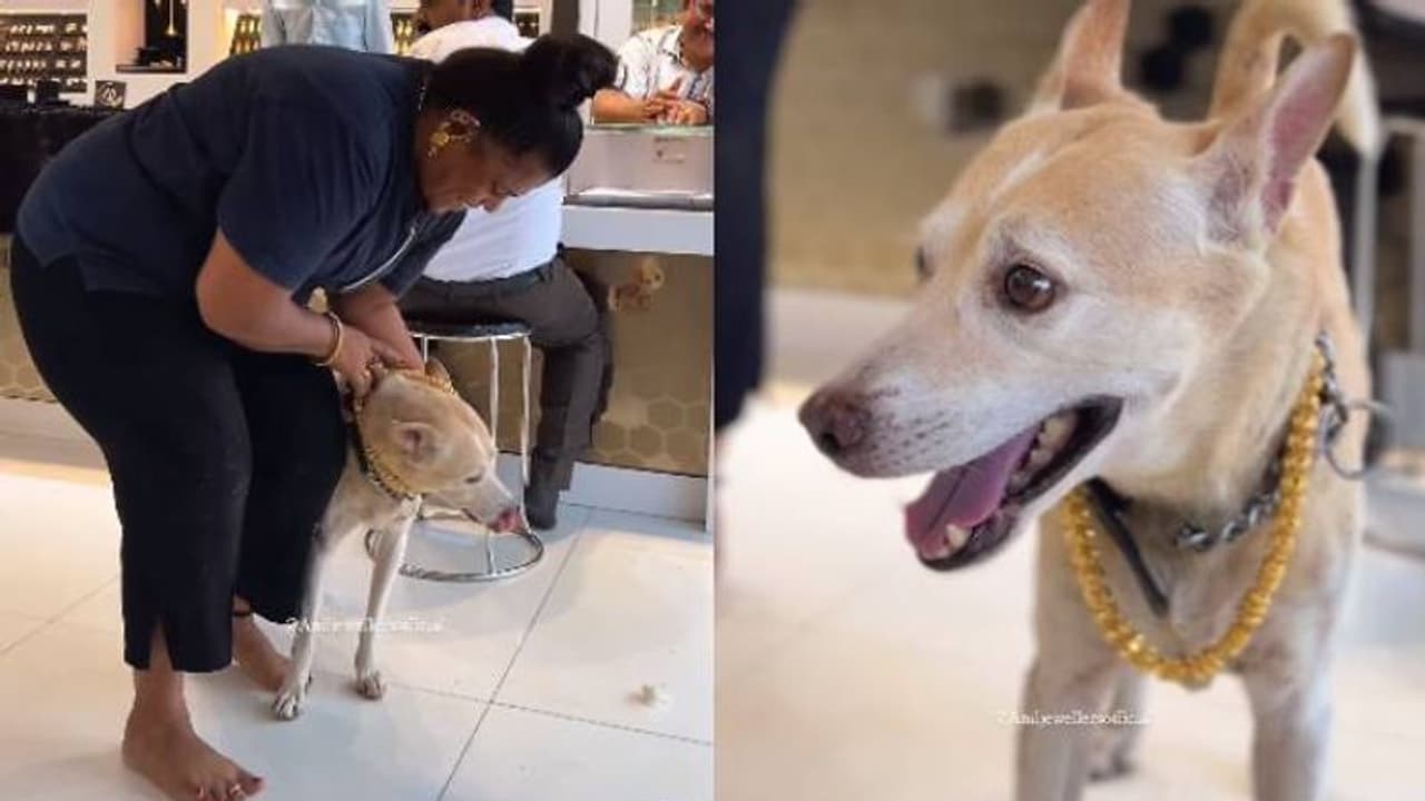 2.5 ലക്ഷത്തിന്റെ സ്വർണ്ണമാല, നായയ്‍ക്ക് ഉടമ സമ്മാനിച്ച പിറന്നാൾ സമ്മാനം കണ്ട് ഞെട്ടി നെറ്റിസൺസ്