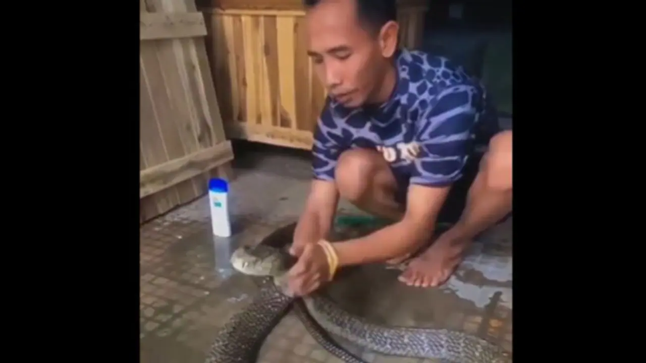  Viral Video: Man Goes Viral for Washing King Cobra with Shampoo [WATCH]