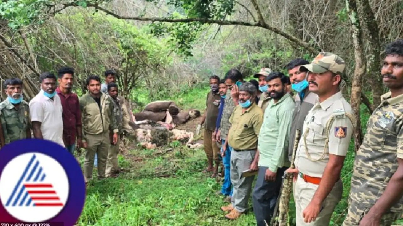 ರಾಜ್ಯದಲ್ಲಿ ಮುಂದುವರಿದ ಕಾಡಾನೆ ಸಾವು; ಬಿಳಿಗಿರಿ ಟೈಗರ್ ರಿಸರ್ವ್ ಫಾರೆಸ್ಟ್ನಲ್ಲಿ ಬೃಹತ್ ಹೆಣ್ಣಾನೆ ಕಳೇಬರ ಪತ್ತೆ! ರಾಜ್ಯದಲ್ಲಿ ಮುಂದುವರಿದ ಕಾಡಾನೆ ಸಾವು; ಬಿಳಿಗಿರಿ ಟೈಗರ್ ರಿಸರ್ವ್ ಫಾರೆಸ್ಟ್ನಲ್ಲಿ ಬೃಹತ್ ಹೆಣ್ಣಾನೆ ಕಳೇಬರ ಪತ್ತೆ!