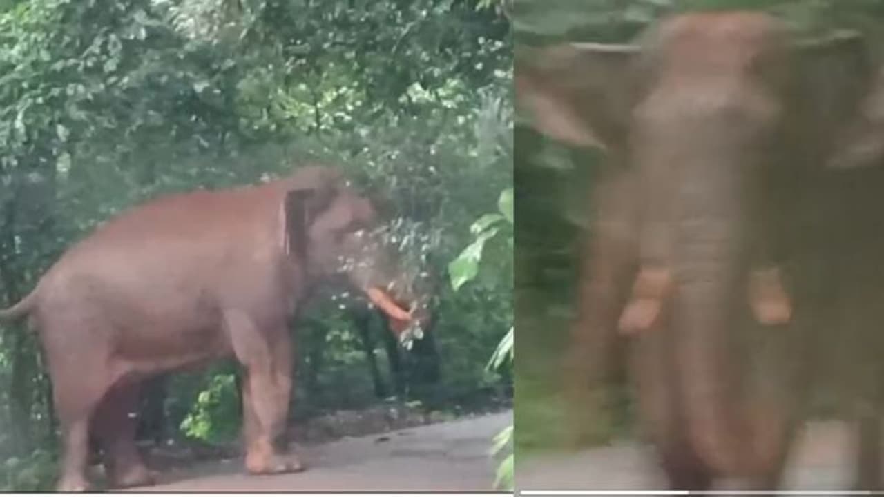 അതിരപ്പിള്ളി മലക്കപ്പാറ റോഡിൽ ആംബുലൻസിന് നേരെ ചീറിയടുത്ത് കബാലി അതിരപ്പിള്ളി മലക്കപ്പാറ റോഡിൽ ആംബുലൻസിന് നേരെ ചീറിയടുത്ത് കബാലി