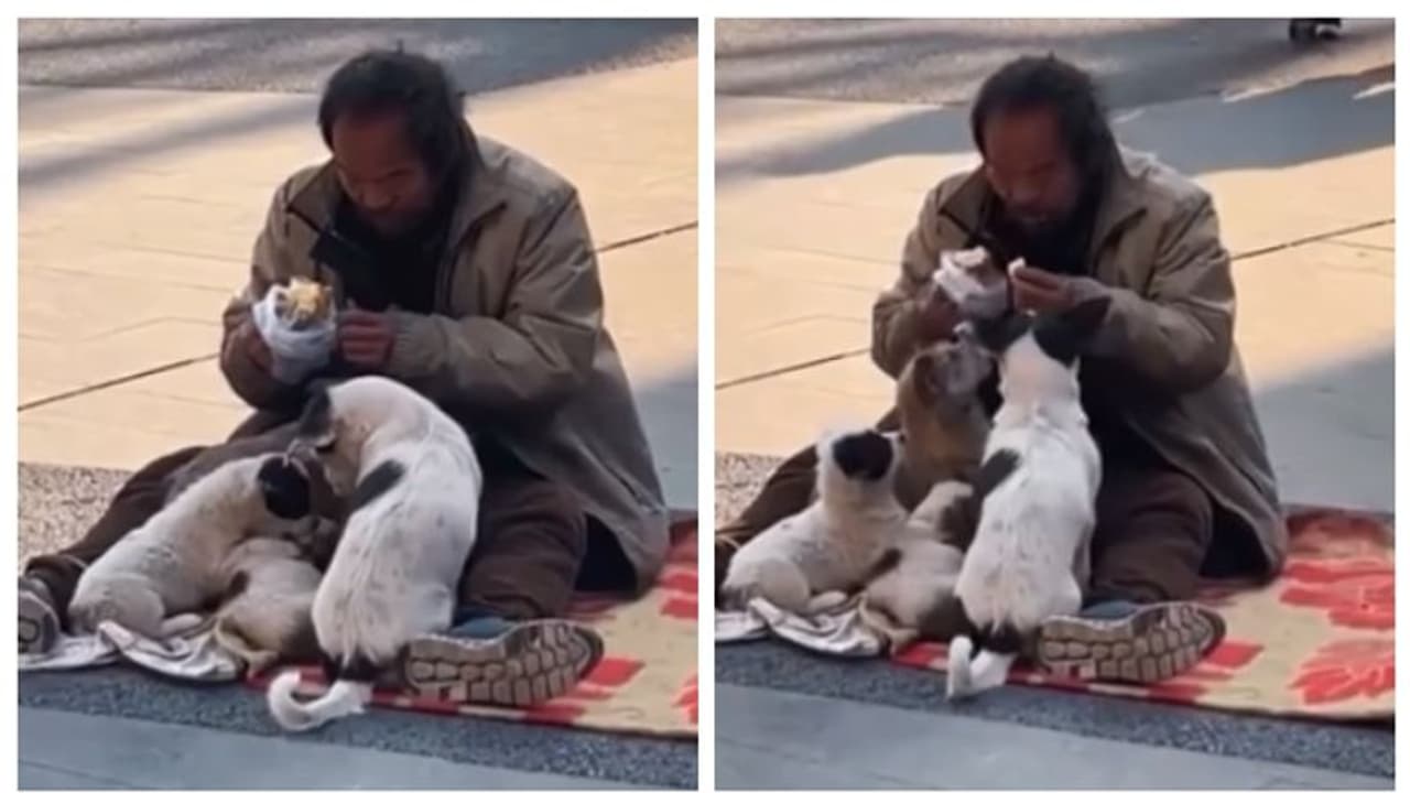 'ഹൃദയത്താൽ സമ്പന്നനാണ് മനുഷ്യൻ'; തന്‍റെ ഭക്ഷണത്തിൽ നിന്നും നായ്ക്കൾക്ക് ഭക്ഷണം നൽകുന്നയാളുടെ വീഡിയോ വൈറൽ