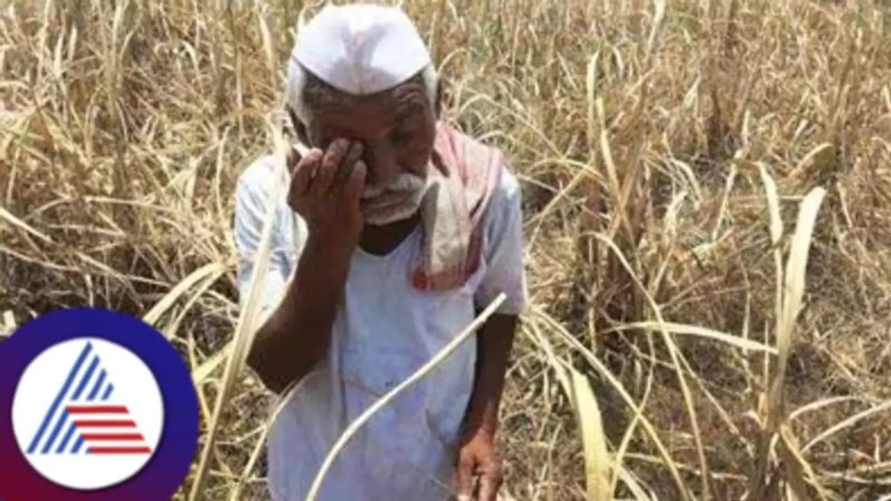 ಧಾರವಾಡ: ಎರಡೇ ವರ್ಷದಲ್ಲಿ 101 ಅನ್ನದಾತರು ಆತ್ಮಹತ್ಯೆ! ಧಾರವಾಡ: ಎರಡೇ ವರ್ಷದಲ್ಲಿ 101 ಅನ್ನದಾತರು ಆತ್ಮಹತ್ಯೆ!