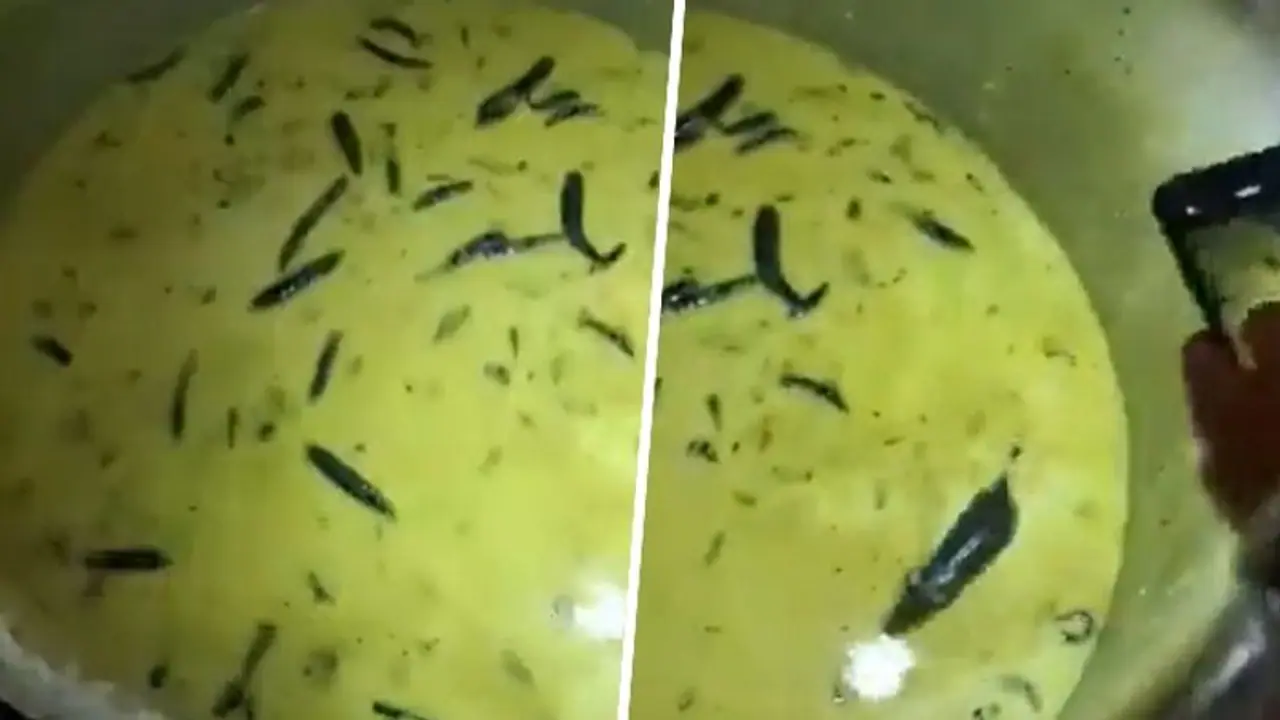 Hyderabad SHOCKER! Students find rat swimming in chutney served at university mess, netizens react (WATCH) Hyderabad SHOCKER! Students find rat swimming in chutney served at university mess, netizens react (WATCH)