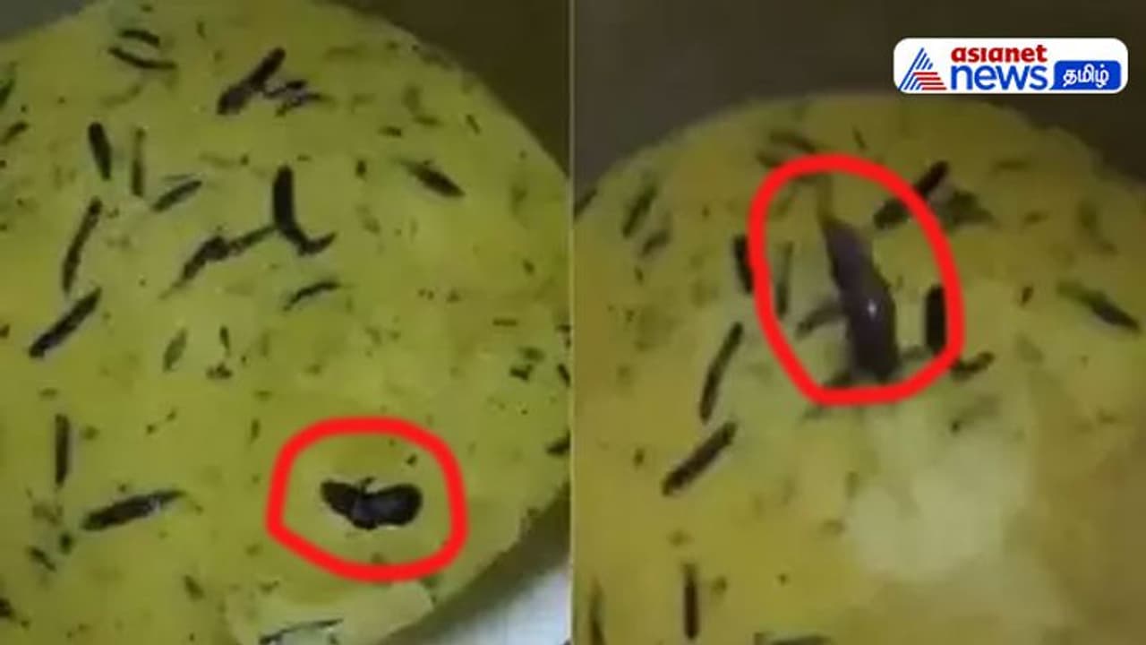 Watch : ஹைதரபாத் மெஸ், சட்னி அண்டாவில் விழுந்து நீச்சலடித்த எலி! Viral Video! Watch : ஹைதரபாத் மெஸ், சட்னி அண்டாவில் விழுந்து நீச்சலடித்த எலி! Viral Video!