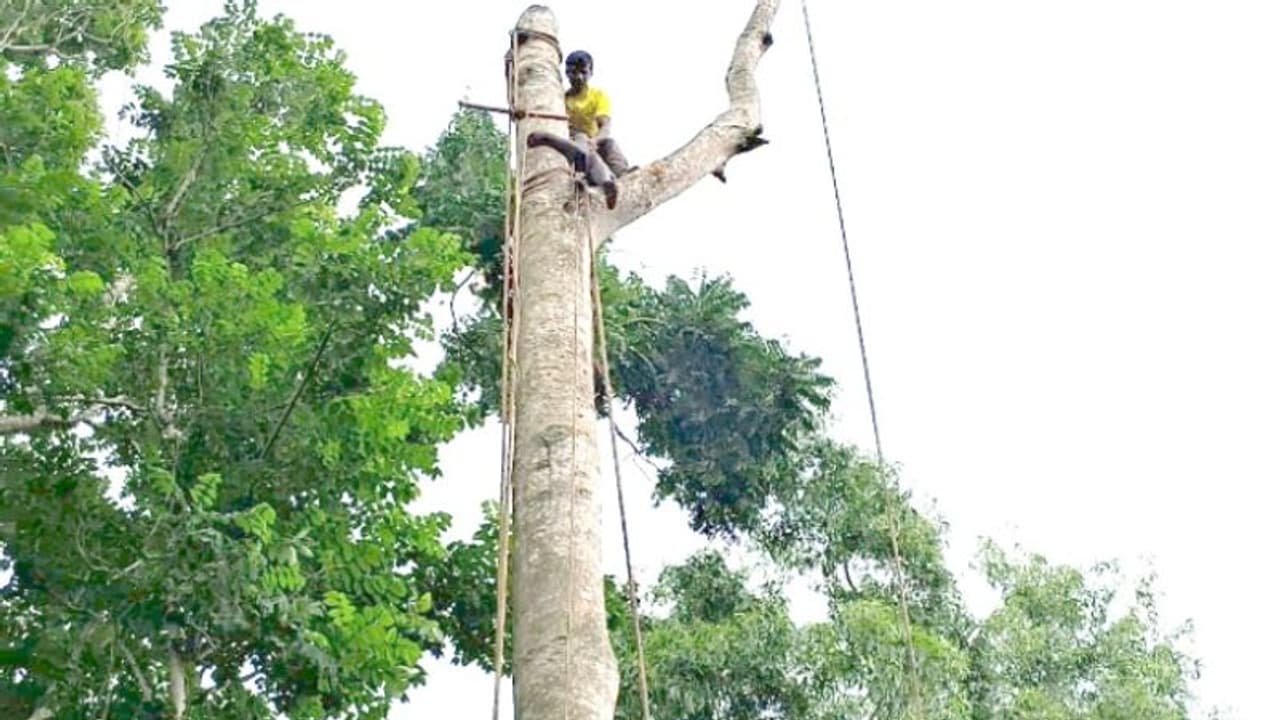 മരം മുറിക്കുന്നതിനിടെ മരത്തിന് മുകളിൽ കുടുങ്ങി; താഴെയിറങ്ങാനാവാതെ വന്നപ്പോൾ രക്ഷകരായി അഗ്നി രക്ഷാസേന