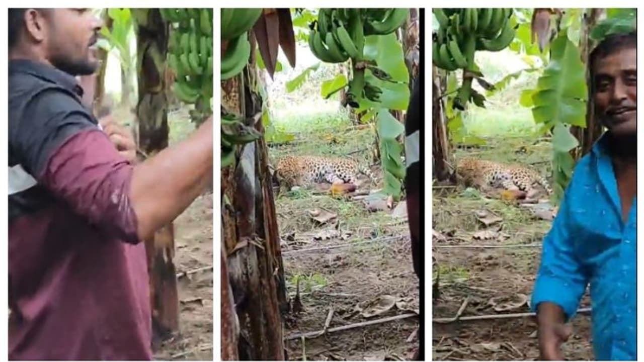 'പെട്ടെന്ന് വാ..'; വാഴത്തോപ്പിൽ കിടന്ന പുലിക്കൊപ്പം സെൽഫി എടുക്കുന്ന നാട്ടുകാരുടെ വീഡിയോ വൈറൽ 