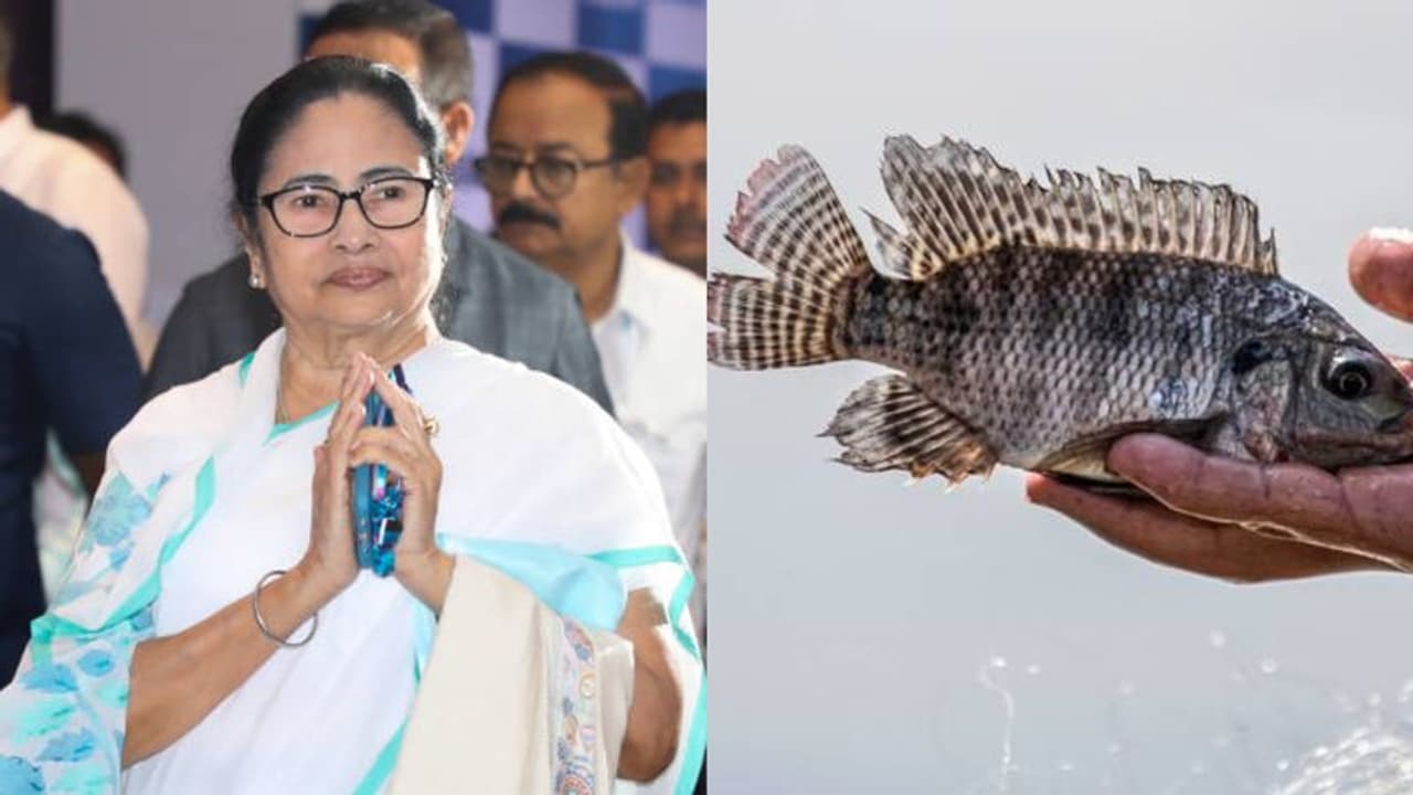 Mamata Banerjee Clarifies: Tilapia Fish Poses No Cancer Risk Mamata Banerjee Clarifies: Tilapia Fish Poses No Cancer Risk