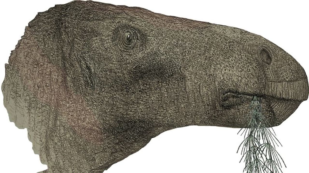 125 மில்லியன் ஆண்டுகள் பழமையான மிகப்பெரிய டைனோசர் புதைபடிவ எச்சங்கள் கண்டுபிடிப்பு! 125 மில்லியன் ஆண்டுகள் பழமையான மிகப்பெரிய டைனோசர் புதைபடிவ எச்சங்கள் கண்டுபிடிப்பு!