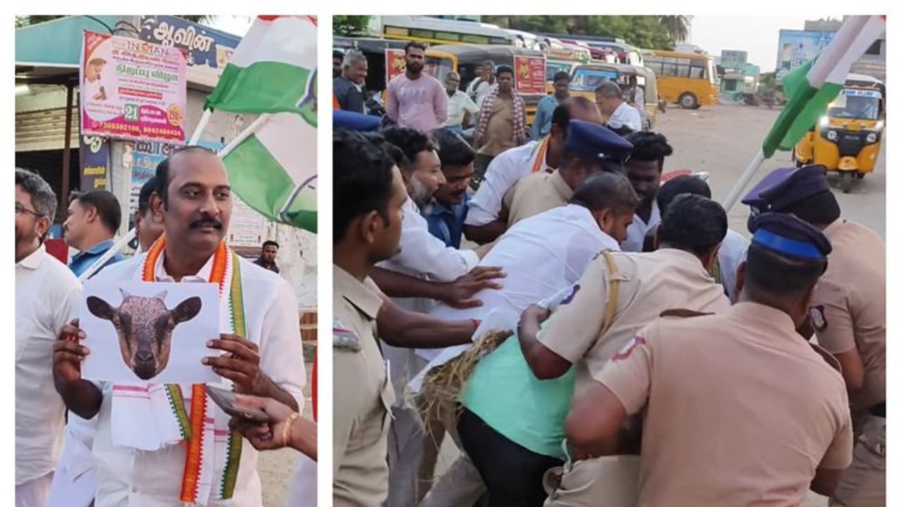 தலைவர்கள் இடையே முற்றும் வார்த்தை போர்; ஆட்டு குட்டியின் உருவபொம்மையை எரித்து காங்கிரஸ் போராட்டம்