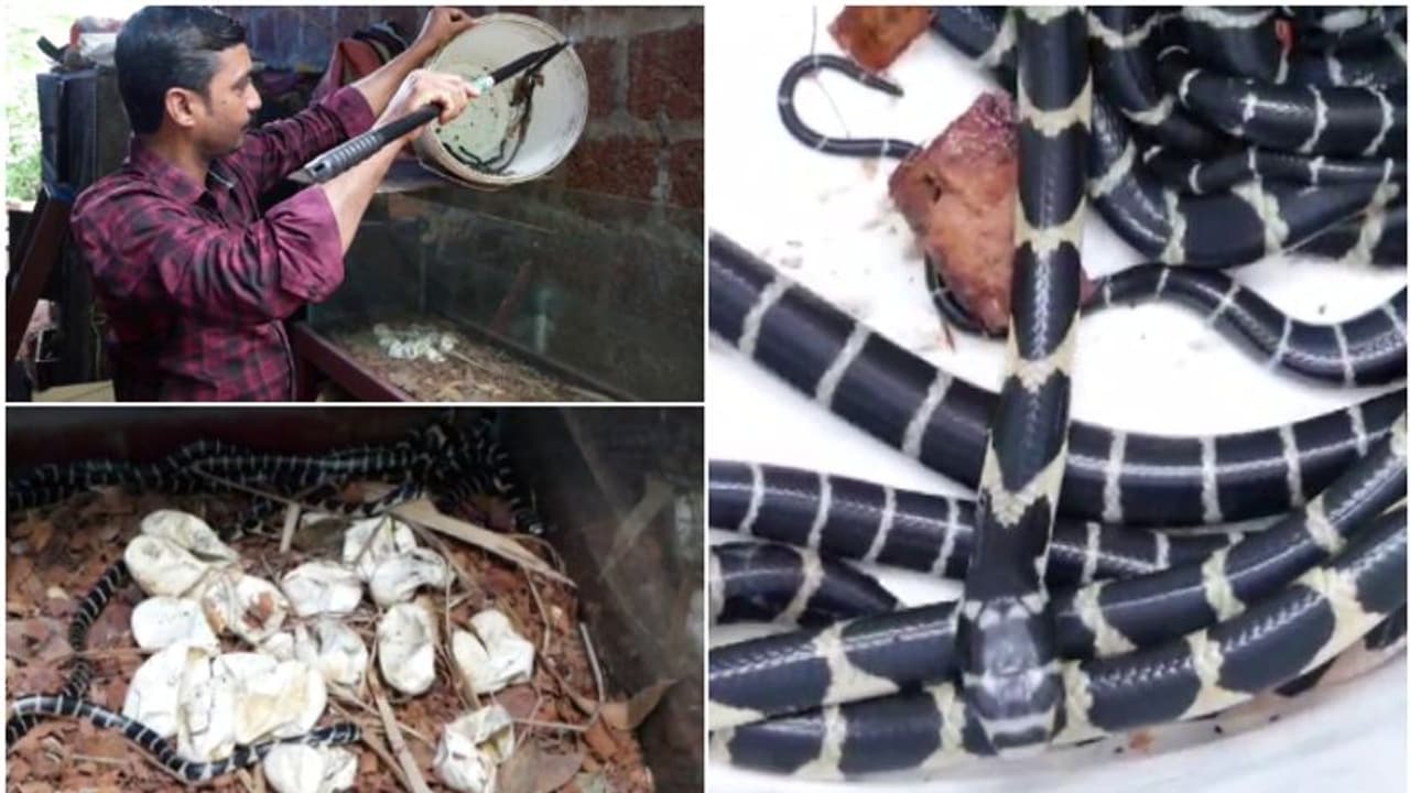 കണ്ണൂരിലെ വീട്ടിൽ അടവെച്ചത് 31 മുട്ട, വിരിഞ്ഞത് 16 എണ്ണം, എല്ലാം രാജവെമ്പാല കുഞ്ഞുങ്ങൾ! ഷാജിക്ക് സന്തോഷം