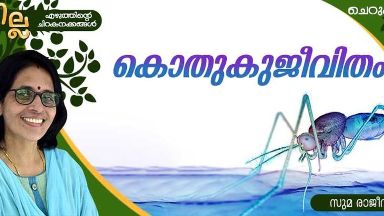 Malayalam Short Story : കൊതുകുജീവിതം, സുമ രാജീവ് എഴുതിയ ചെറുകഥ Malayalam Short Story : കൊതുകുജീവിതം, സുമ രാജീവ് എഴുതിയ ചെറുകഥ