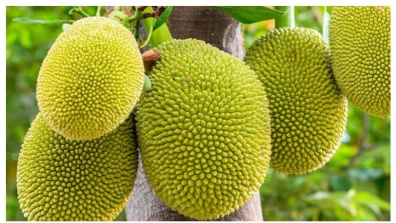 ചക്ക കഴിച്ചാൽ ലഭിക്കുന്ന ആരോഗ്യഗുണങ്ങൾ ചക്ക കഴിച്ചാൽ ലഭിക്കുന്ന ആരോഗ്യഗുണങ്ങൾ