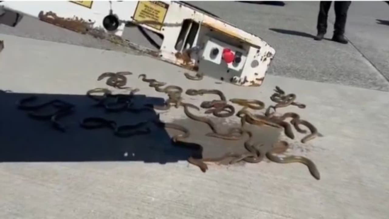 എയർപോർട്ടിൽ ലഗേജ് ഇറക്കുന്നതിനിടെ ഒരു പെട്ടി അബദ്ധത്തിൽ പൊട്ടി; പുറത്തുചാടിയത് ജീവനുള്ള രണ്ട് ഡസനോളം ഈലുകൾ എയർപോർട്ടിൽ ലഗേജ് ഇറക്കുന്നതിനിടെ ഒരു പെട്ടി അബദ്ധത്തിൽ പൊട്ടി; പുറത്തുചാടിയത് ജീവനുള്ള രണ്ട് ഡസനോളം ഈലുകൾ