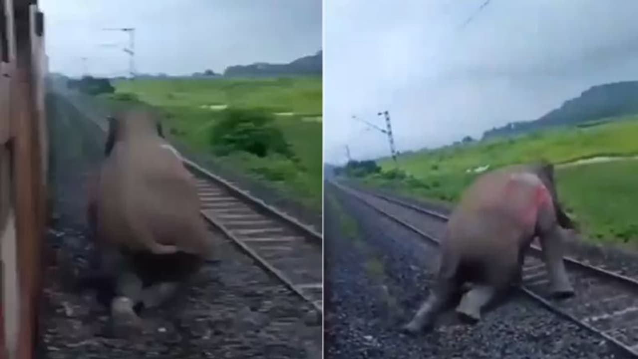 ಹೃದಯ ವಿದ್ರಾವಕ ವಿಡಿಯೋ, ರೈಲು ಡಿಕ್ಕಿಯಾಗಿ ಕಾಲು ಕಳೆದುಕೊಂಡು ತೆವಳುತ್ತಾ ಸಾಗಿ ಪ್ರಾಣ ಬಿಟ್ಟ ಆನೆ!