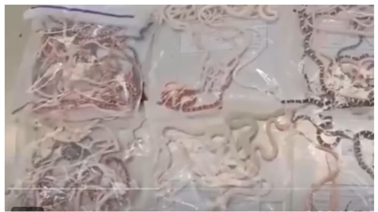 പരിശോധനയില്‍ കണ്ടെത്തിയത് അടിവസ്ത്രത്തില്‍ ഒളിപ്പിച്ച് കടത്താന്‍ ശ്രമിച്ച 104 പാമ്പുകളെ; ഒടുവില്‍ പിടിയില്‍