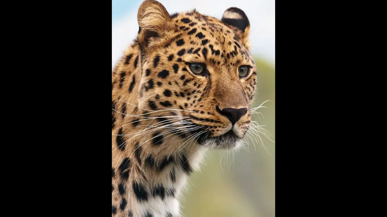 ಫೋನ್‌ನಲ್ಲಿ ಮುಳುಗಿದವನಿಗೆ ಪಕ್ಕದಲ್ಲಿದ್ದ ನಾಯಿನಾ ಚಿರತೆ ಹೊತ್ಕೊಂಡೋದ್ರು ಗೊತ್ತಾಗಿಲ್ಲ: ವೀಡಿಯೋ