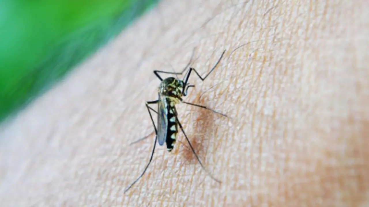 Rising Concerns: Dengue's Threat to the Brain and Nervous System