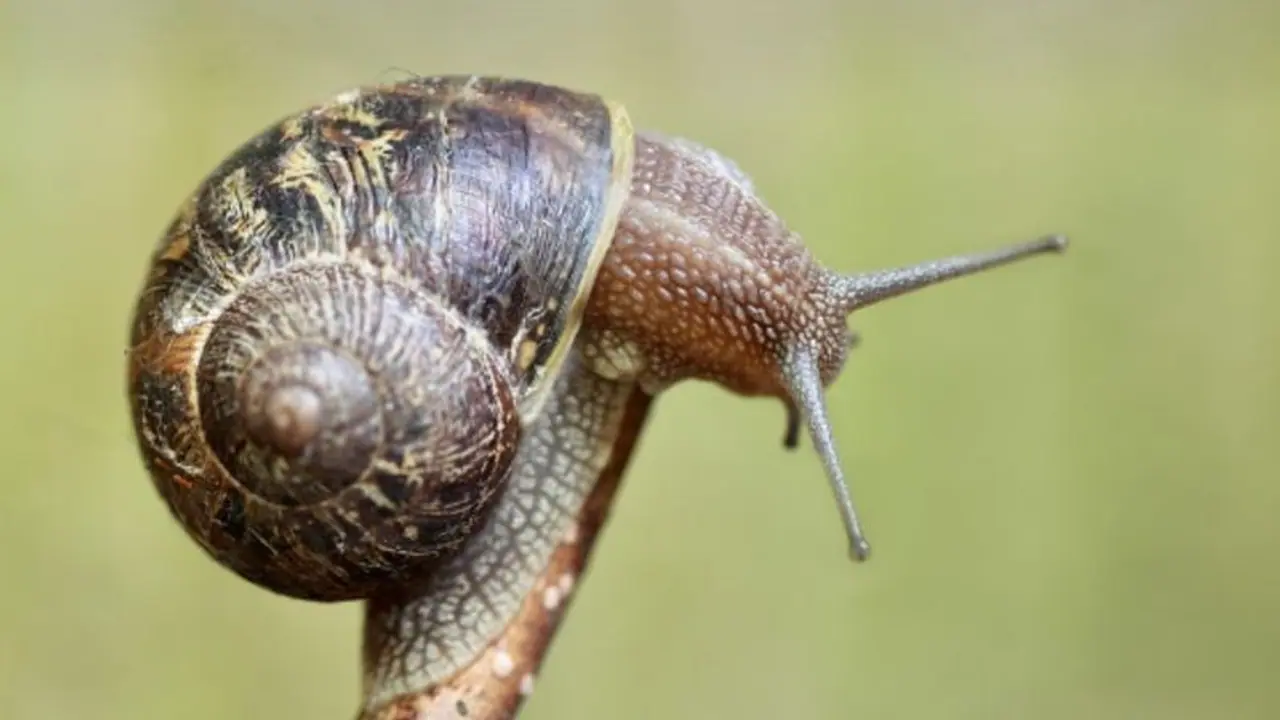Kerela: African Snails Pose New Challenges for Farmers in Kottayam, Kerala, check detail