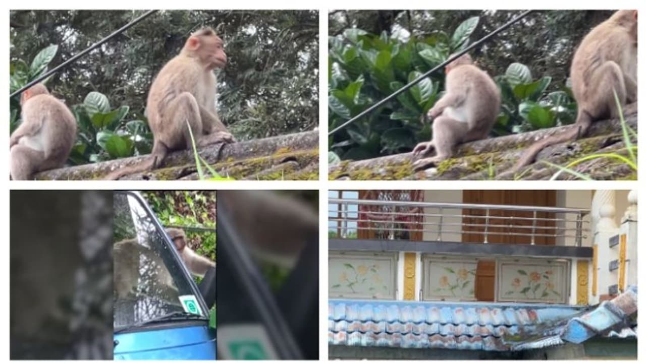 ചങ്ങാതി നല്ലതാണ്, കണ്ണാടി വേണ്ട: കണ്ണിൽക്കാണുന്ന സർവ കണ്ണാടിയും തല്ലിപ്പൊട്ടിച്ച് കുരങ്ങൻമാർ; വലഞ്ഞ് നാട്ടുകാർ