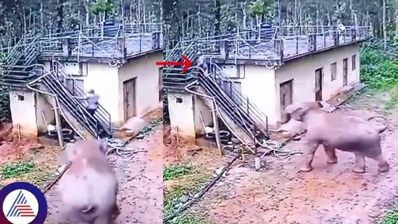 ಹುಲಿಯಂತೆ ಬೇಟೆಗಾಗಿ ಕಾದು ಕುಳಿತ ಮದಗಜ; ಕಾಫಿ ತೋಟಕ್ಕೆ ಹೋದವನ ಮೇಲೆ ಒಂಟಿ ಸಲಗ ಡೆಡ್ಲಿ ಅಟ್ಯಾಕ್ ಹುಲಿಯಂತೆ ಬೇಟೆಗಾಗಿ ಕಾದು ಕುಳಿತ ಮದಗಜ; ಕಾಫಿ ತೋಟಕ್ಕೆ ಹೋದವನ ಮೇಲೆ ಒಂಟಿ ಸಲಗ ಡೆಡ್ಲಿ ಅಟ್ಯಾಕ್