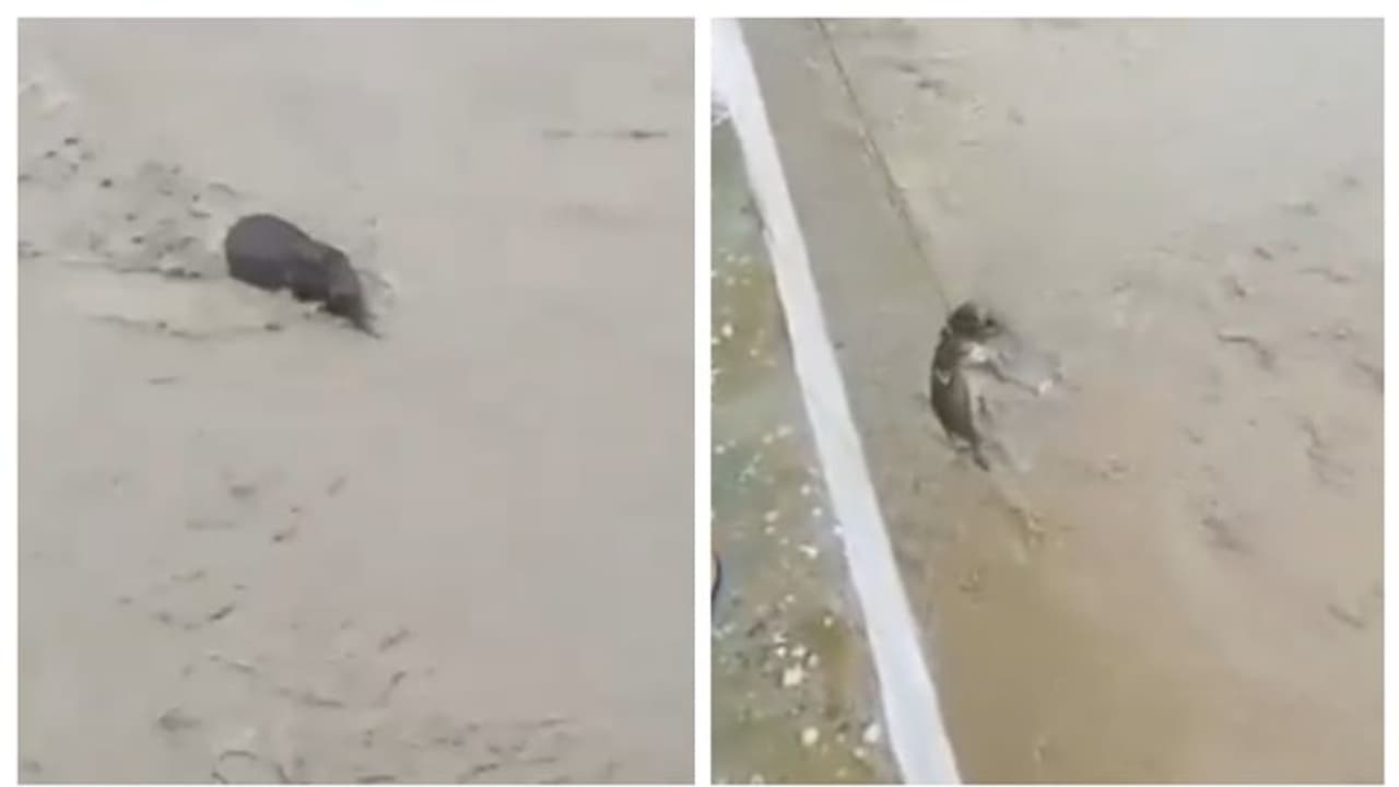 അസമില് പ്രളയജലത്തില്പ്പെട്ടു പോയ ആനക്കുട്ടിയെ രക്ഷിക്കുന്ന വീഡിയോ വൈറല് അസമില് പ്രളയജലത്തില്പ്പെട്ടു പോയ ആനക്കുട്ടിയെ രക്ഷിക്കുന്ന വീഡിയോ വൈറല്