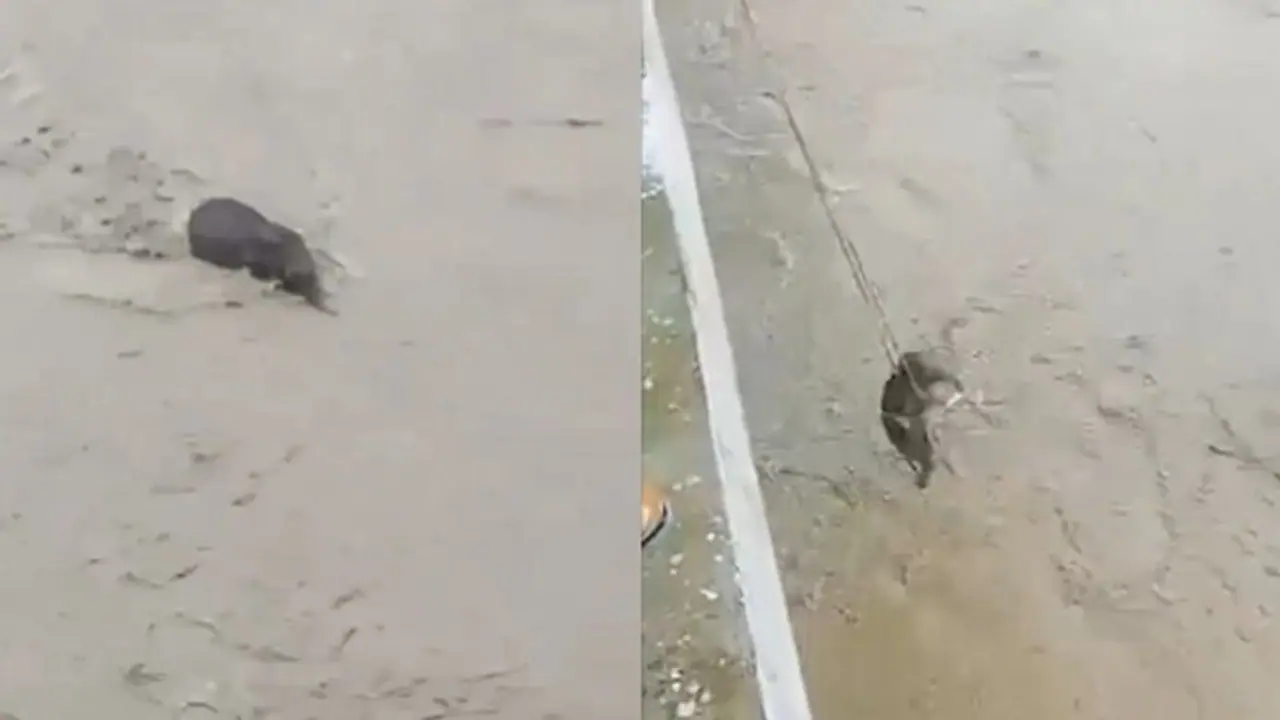 Watch Viral Video: Assam Forest Officials Save Elephant Calf Stuck in Flooded River Watch Viral Video: Assam Forest Officials Save Elephant Calf Stuck in Flooded River