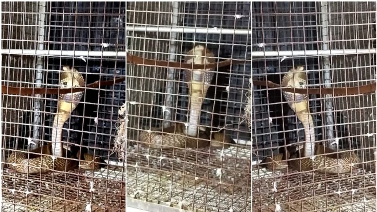 കിളികൾക്ക് തീറ്റ കൊടുക്കാനെത്തി, കൂട്ടിനുള്ളിലെ അതിഥിയെ കണ്ട് ജോർജ് ഞെട്ടി; പത്തി വിരിച്ച് ഒരു മൂർഖൻ പാമ്പ്!