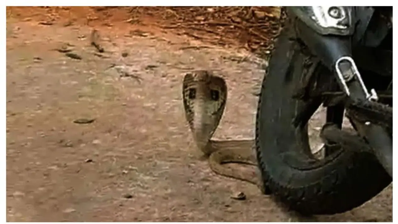 ಹಾಸನ: ಮಲಗಿದ ವೇಳೆ ಕಚ್ಚಿದ ನಾಗರ ಹಾವು, ಆಟೋ ಚಾಲಕನ ಸಾವು