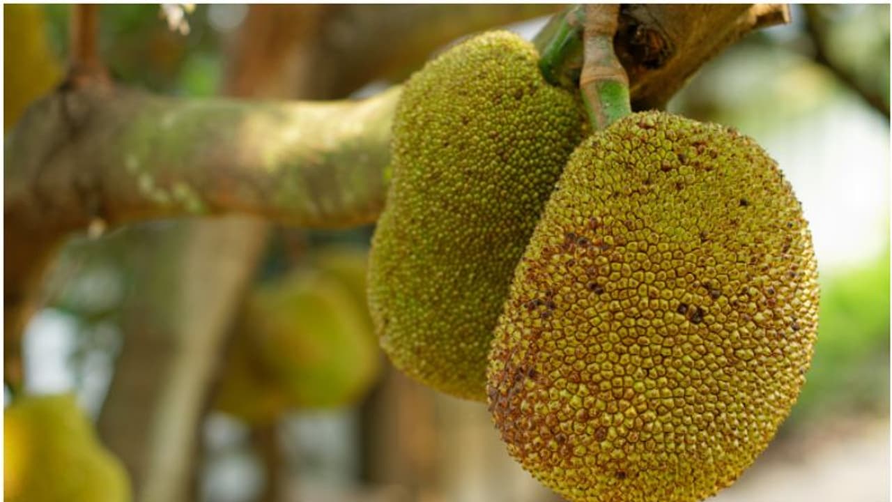 ചക്കയിടാൻ പ്ലാവിൽ ഏണി ചാരുന്നതിനിടെ ചക്ക തലയിൽ വീണു, ആശുപത്രിയിലെത്തിച്ചെങ്കിലും രക്ഷിക്കാനായില്ല