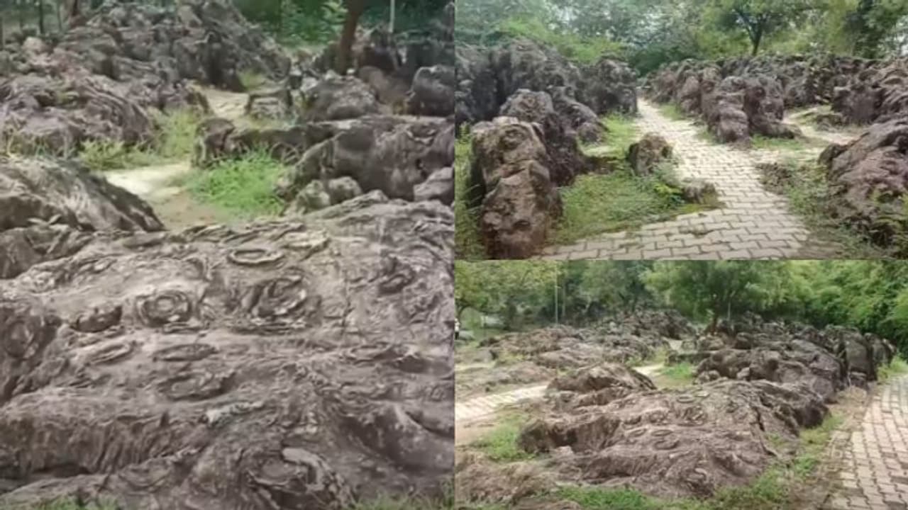 650 ദശലക്ഷം വര്ഷം പഴക്കമുളള ശേഷിപ്പുകൾ; ലോക പൈതൃക പട്ടികയിൽ ഇടം പിടിക്കാൻ സല്ഖാന് ഫോസില് പാര്ക്ക് 650 ദശലക്ഷം വര്ഷം പഴക്കമുളള ശേഷിപ്പുകൾ; ലോക പൈതൃക പട്ടികയിൽ ഇടം പിടിക്കാൻ സല്ഖാന് ഫോസില് പാര്ക്ക്