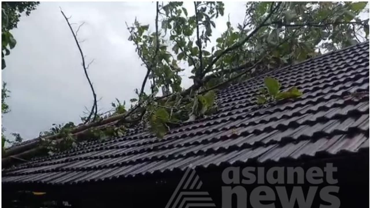 സ്കൂളിന് മുകളിൽ മരം വീണു; മേൽക്കൂര പൂര്ണമായി തകര്ന്നു, വൻ ദുരന്തം ഒഴിവായത് തലനാരിഴയ്ക്ക് സ്കൂളിന് മുകളിൽ മരം വീണു; മേൽക്കൂര പൂര്ണമായി തകര്ന്നു, വൻ ദുരന്തം ഒഴിവായത് തലനാരിഴയ്ക്ക്