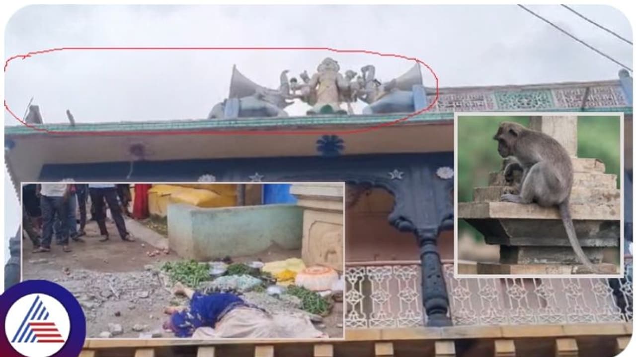 ತರಕಾರಿ ಮಾರುವ ಮಹಿಳೆಯನ್ನು ಕೊಂದ ಮಂಗ; ಕಪಿಚೇಷ್ಟೆಗೆ ಬಲಿಯಾಯ್ತು ಜೀವ ತರಕಾರಿ ಮಾರುವ ಮಹಿಳೆಯನ್ನು ಕೊಂದ ಮಂಗ; ಕಪಿಚೇಷ್ಟೆಗೆ ಬಲಿಯಾಯ್ತು ಜೀವ