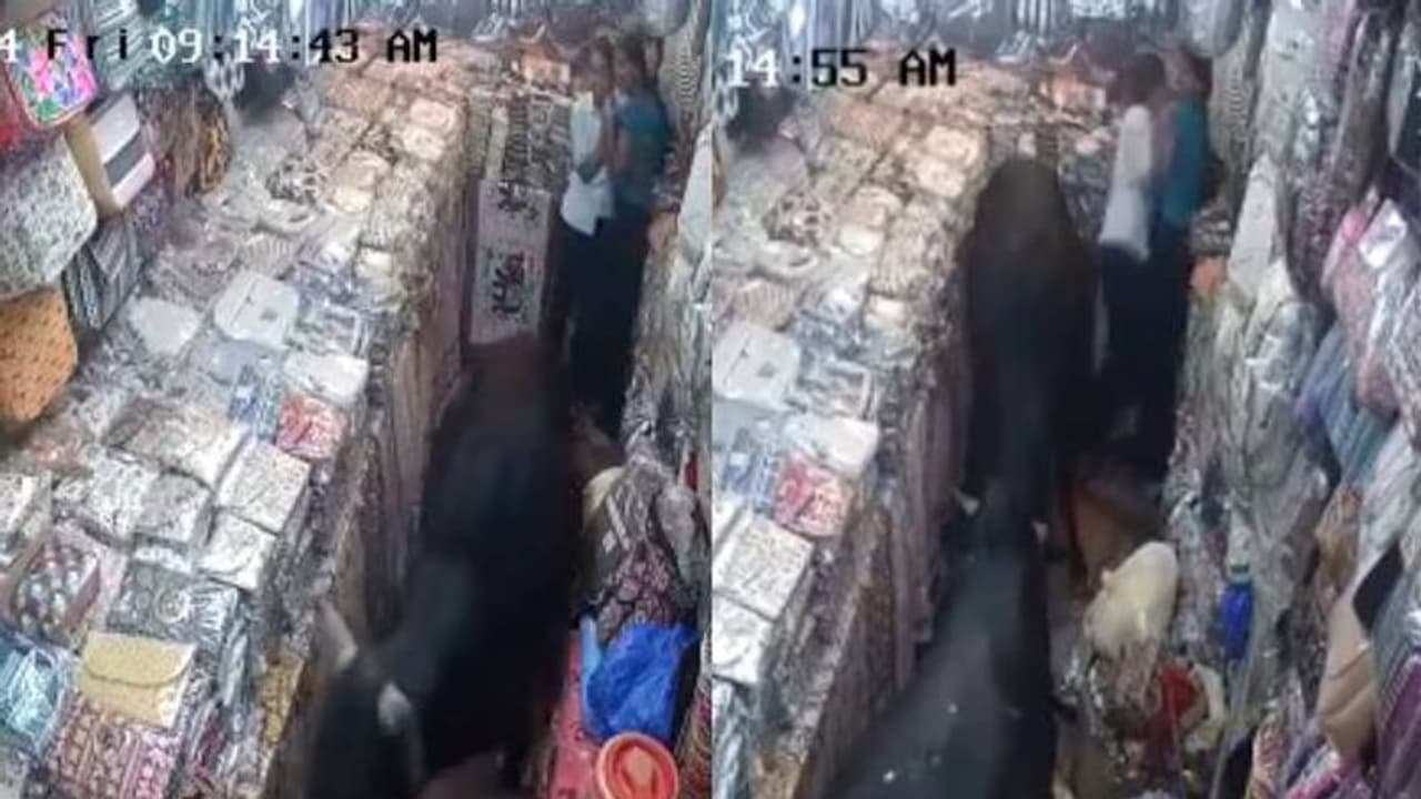 കാളകൾ തമ്മിൽ പോര്, ചാടിക്കയറിയത് കടയിൽ, ആദ്യം ചിരിച്ചും പിന്നെ ഭയന്നും രണ്ട് പെൺകുട്ടികൾ, വീഡിയോ