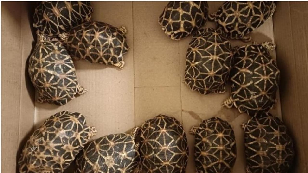 വിദേശത്തേക്ക് പോകാനെത്തിയ യാത്രക്കാരന്റെ കാർട്ടൺ ബോക്സ് തുറന്ന് പരിശോധിച്ചപ്പോൾ 138 നക്ഷത്ര ആമകൾ വിദേശത്തേക്ക് പോകാനെത്തിയ യാത്രക്കാരന്റെ കാർട്ടൺ ബോക്സ് തുറന്ന് പരിശോധിച്ചപ്പോൾ 138 നക്ഷത്ര ആമകൾ