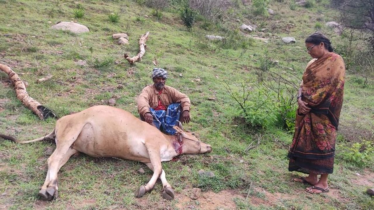 ಹುಲಿ ದಾಳಿ ಆತಂಕದಲ್ಲಿ ಗ್ರಾಮಸ್ಥರು: ಹಸು ಮೇಲೆ ದಾಳಿ, ವ್ಯಕ್ತಿ ಕಿರುಚಿಕೊಂಡ ಬೆನ್ನಲ್ಲೇ ಓಡಿ ಹೋದ ವ್ಯಾಘ್ರ