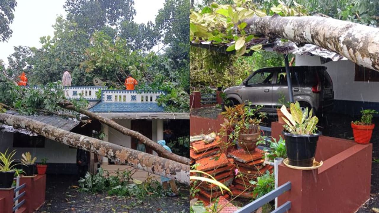 ഒരു മിനിറ്റിലെ കൊടുങ്കാറ്റ്; വീടുകൾക്ക് മുകളിലേക്ക് മരം വീണു, ഇലക്ട്രിക് പോസ്റ്റുകളും കടപുഴകി, വ്യാപക നാശം