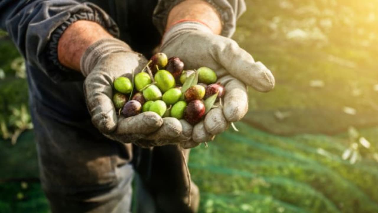 12 മണിക്കൂർ വരെ കാർഷിക ജോലി, ഇറ്റലിയിൽ അടിമപ്പണി ചെയ്യേണ്ടി വന്ന 33 ഇന്ത്യക്കാരെ മോചിപ്പിച്ച് പൊലീസ്