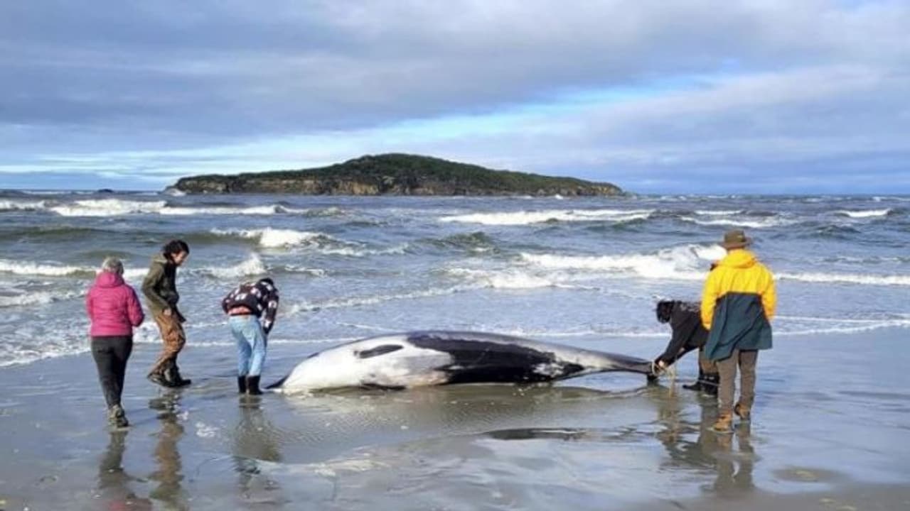 World's rarest spade toothed whale, measuring 16.4 feet long, washes ashore on New Zealand beach (WATCH) World's rarest spade toothed whale, measuring 16.4 feet long, washes ashore on New Zealand beach (WATCH)