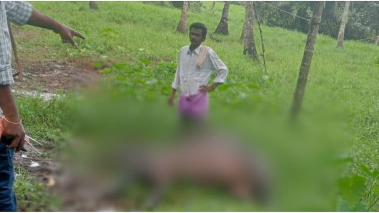 മരം വീണ് ചെന്നിത്തലയിൽ വൈദ്യുതി ലൈൻ പൊട്ടിവീണു, ഷോക്കേറ്റ് പോത്ത് ചത്തു മരം വീണ് ചെന്നിത്തലയിൽ വൈദ്യുതി ലൈൻ പൊട്ടിവീണു, ഷോക്കേറ്റ് പോത്ത് ചത്തു