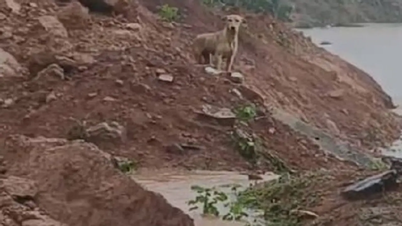 ಉತ್ತರಕನ್ನಡ: ಶಿರೂರು ಗುಡ್ಡಕುಸಿತ, ತನ್ನ ಮನೆ, ಮಾಲೀಕನನ್ನ ಹುಡುಕುತ್ತಿರುವ ಸಾಕು ನಾಯಿ, ಮನಕಲಕುವ ದೃಶ್ಯ..!